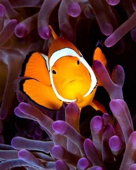 Marinefishandcoral On Instagram Clownfish And Anemone Reefpack