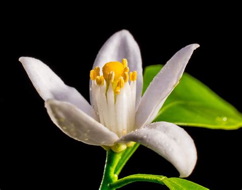 Free Photo Orange Blossom Small Flower White Free Image On Pixabay