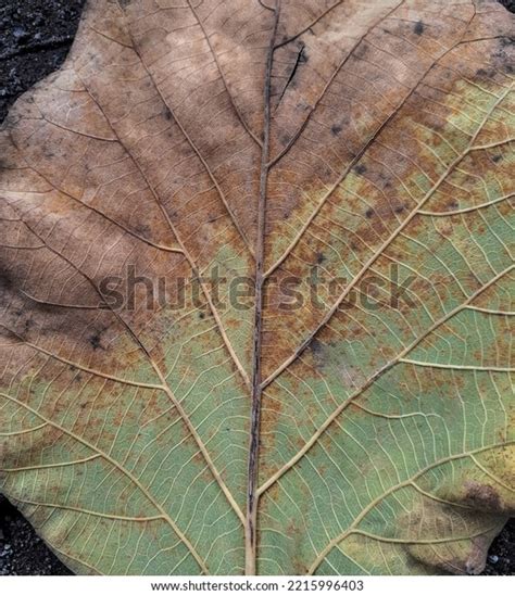 Septoria Leafspot On Sunflower Leaf Texture Stock Photo