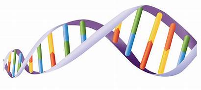 Dna Helix Clipart Genetics Gene Vector Genes
