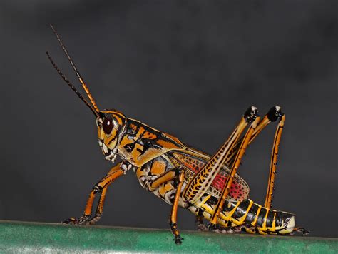 Lubber Grasshoppers 3 Seasons Lawn And Landscape Inc