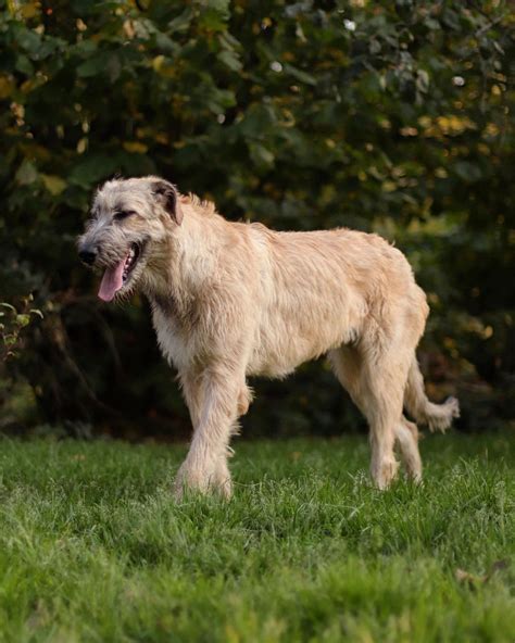 16 Historical Facts About Irish Wolfhounds You Might Not Know Page 5