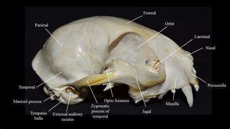 There are both wild and domestic varieties. Cat skull | Atlas of Comparative Vertebrate Anatomy