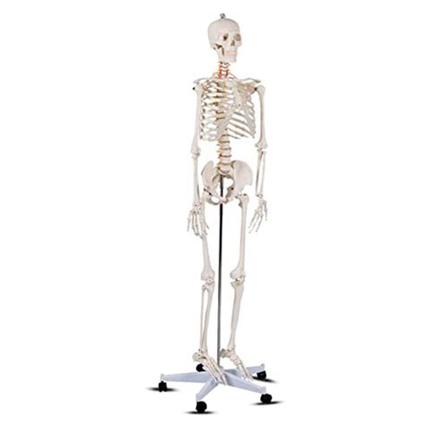 Buy Dbscd Scientific Human Skeleton Model Anatomy Bundlelife Size