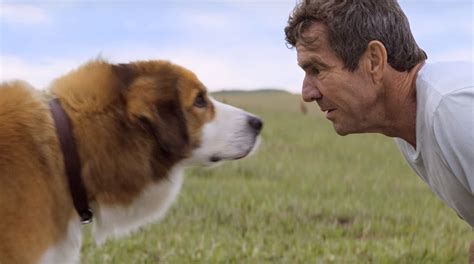 A sequel to the controversial 2017 drama a dog's purpose. 'A Dog's Purpose' Review: Canine 'Cloud Atlas' is a ...