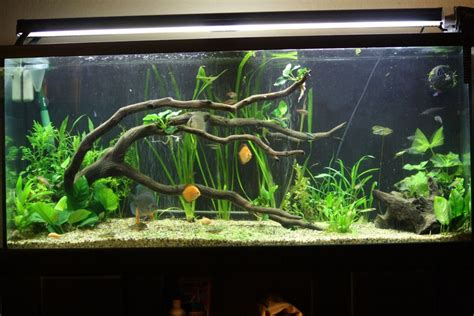 I believe that the smallest aquarium an oscar should be kept in is a 55 gallon. 75 Gallon Planted tank driftwood | Thread: 75 Gallon ...
