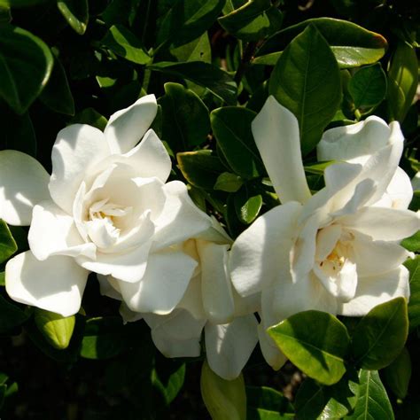 Southern Living Plant Collection 7 Gal Jubilation Gardenia Live