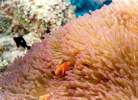 Multimedia Gallery Anemone Fish In Coral Reef Nsf National