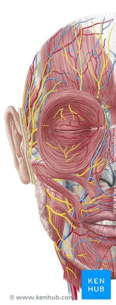 Cara Humana Anatomía Estructura Y Función Kenhub