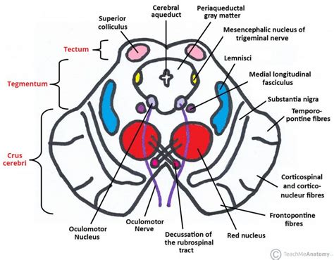 The Midbrain Colliculi Peduncles Teachmeanatomy