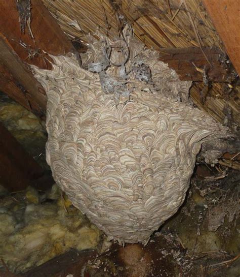 Wasp Nest Nicolas Gallagher