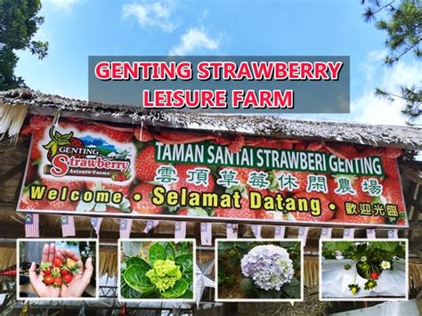 Book genting highlands hotels book genting highlands holiday packages. Jom ke Genting Strawberry Leisure Farm - Aerill Hassan™