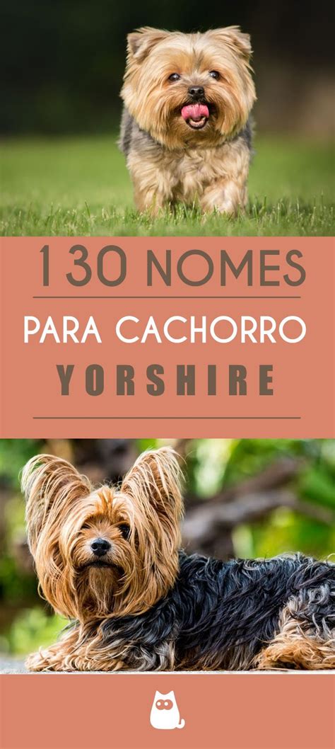 Nomes para cachorros yorkshire Fêmea e macho mais de