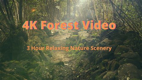 Free Nature Therapy Relaxing Music Nature Therapy