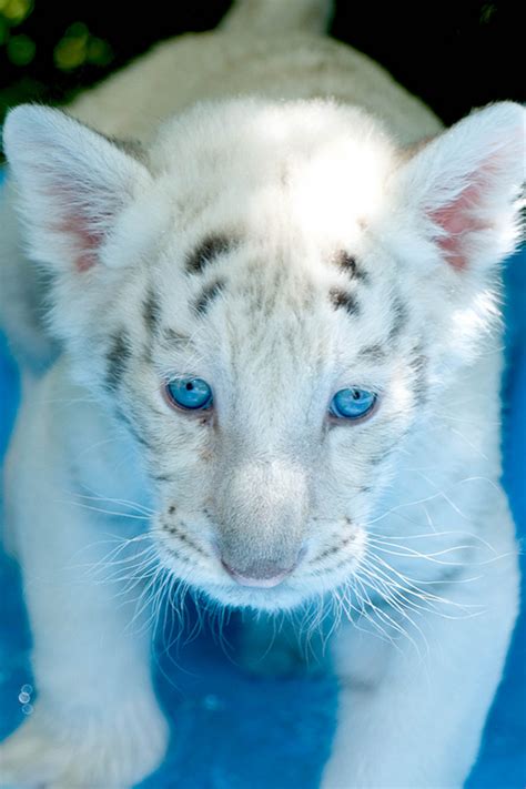 Blue Eyed White Tiger Pretty Cats Beautiful Cats Animals Beautiful