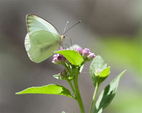 Butterfly On Wildflower Photograph By Deb Henman Pixels