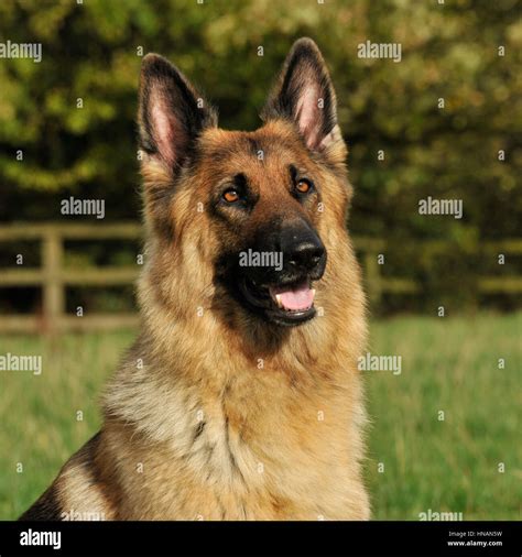 German Shepherd Dog Head Study Stock Photo Alamy