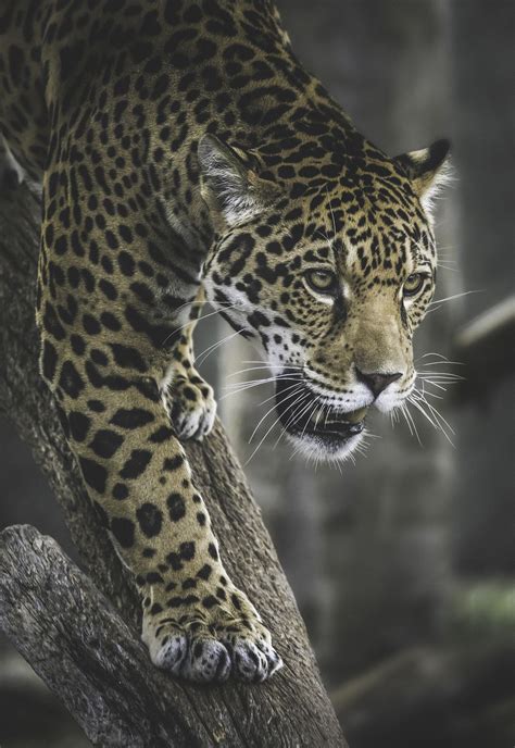 At this board you can you will get amazing visual information about the jaguar, size, length, weight, food, etc. sdzoo: "Valerio is such a stalker. Jaguar photo by Paul E ...