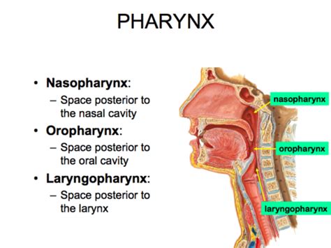 Pharynx And Larynx Flashcards Quizlet