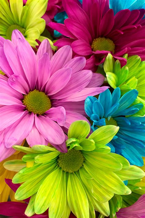 Quadro Decorativo De Flores Flores Coloridas Tenstickers