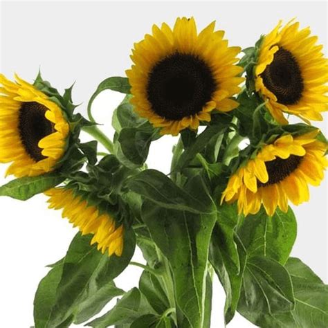 Supplying all types of people our plants. Where to Buy Sunflowers in Bulk for Wedding (Cheap ...