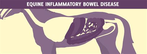 Inflammatory Bowel Disease Horsedvm Diseases A Z