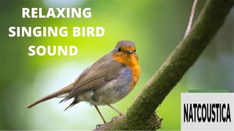 Relaxing Singing Bird Sound Youtube