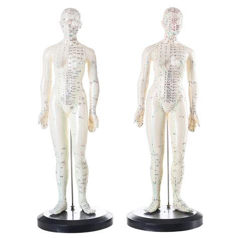 Acupuncture Model 50cm Female Or Male PVC Human Body Acupuncture Model