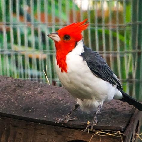 Red Crested Cardinal At Home Backyard Birds Art Images Crest
