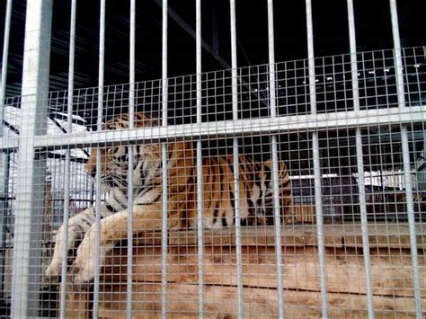 Tiger Gnaws Leg Of Screaming 13 Year Old Girl Who Banged On Its Cage