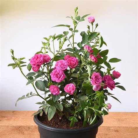 Buy Miniature Rose Button Rose Any Color Plant Online From