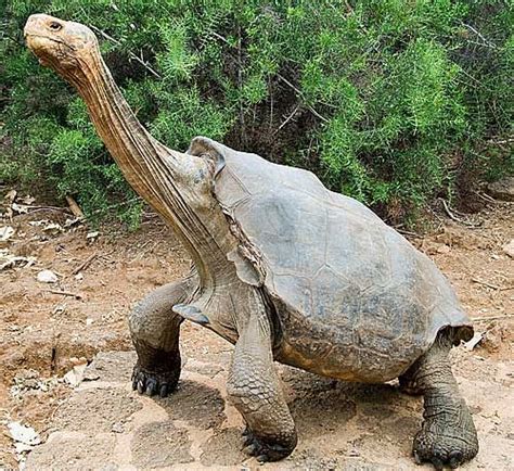 Galapagos Tortoise The Worlds Largest Tortoise Giant Tortoise