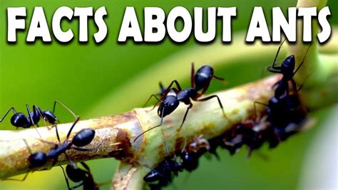 20 Awesome Facts About Ants Some Interesting Facts