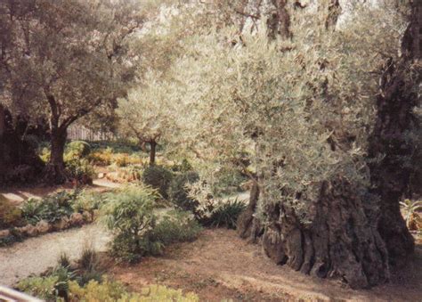Image Of Garden Of Gethsemane Gardening Mania