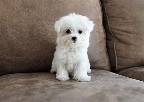 Juliet The Toy Maltese 3100 Top Dog Puppies