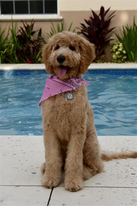 77 Cool Goldendoodle Puppy First Haircut Best Haircut Ideas