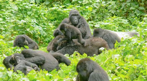 Oruzogo Gorilla Group Bwindi Impenetrable National Park