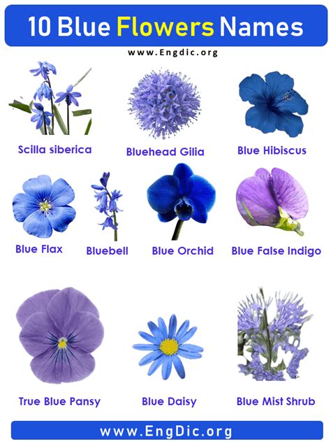 10 Blue Flowers Names With Pictures Flower Names Растения Цветы