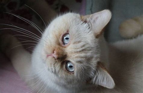 Siamese Mix Cat Photos Thriftyfun