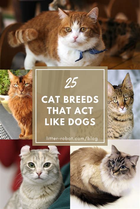 Looking For Cats That Act Like Dogs Here Are 25 Litter Robot Blog