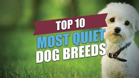 Top 10 Most Quiet Dog Breeds Quietest Dog Breeds Pets And Animals