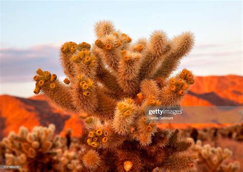 Cholla Cactus Garden At Sunset Mojave Desert Joshua Tree