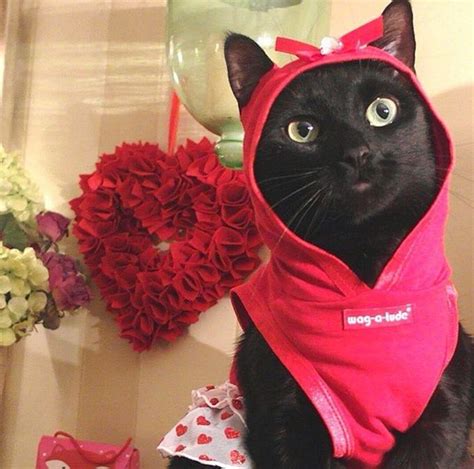 Cats Who Want To Be Your Valentine This Valentine S Day Pictures Cattime Valentines Day