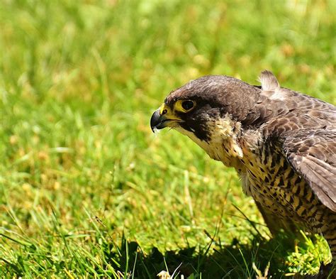 Peregrine Falcons Are Flying High Again In Return To Irish Skies
