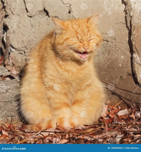 Cat Smiling Cat With Funny Face Stock Image Image Of Colorful Cute