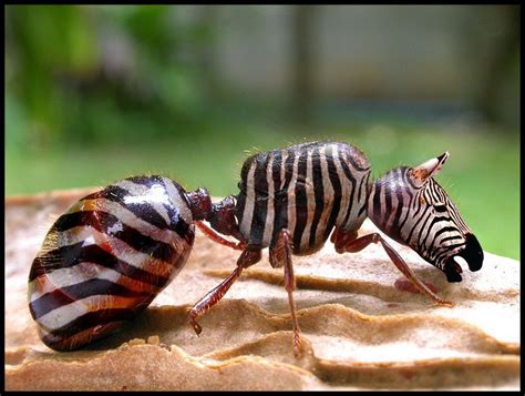 Ant Zebra Ant Weird Endangered Funny Animals