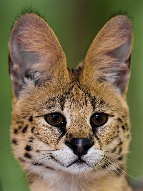 African Serval Theyre So Cute With Their Big Bunny Ears I Want One