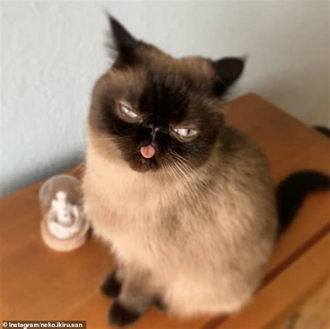Cats Got Its Tongue Adorable Feline Who Struggles To Close His Mouth