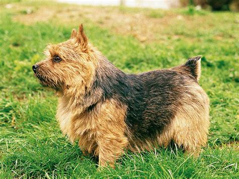 All our dogs live as a members of our family. Photo chien Norfolk Terrier et Norwich Terrier - 1458 - Wamiz