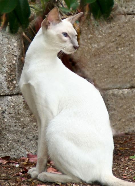 Tannermy Lilac Point Siamese Copyright Beverly Anderson